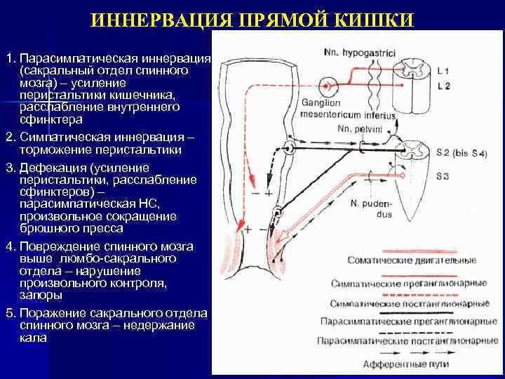 Иннервация сфинктера