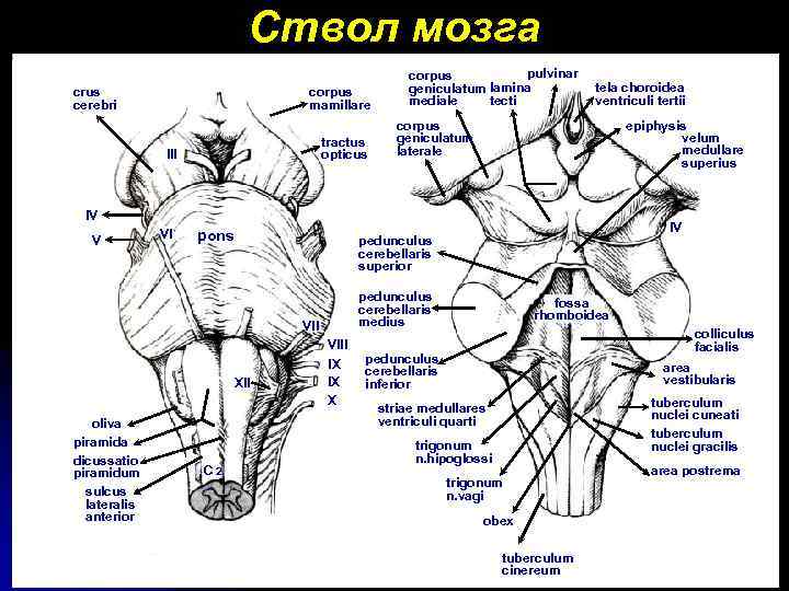 Ствол мозга crus cerebri corpus mamillare tractus opticus III pulvinar corpus geniculatum lamina tecti