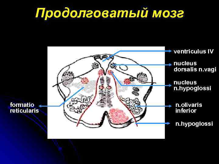 Продолговатый мозг ventriculus IV nucleus dorsalis n. vagi nucleus n. hypoglossi formatio reticularis n.