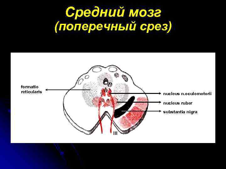 Средний мозг срез схема