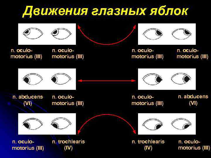 Движения глазных яблок n. oculomotorius (III) n. abducens (VI) n. oculomotorius (III) n. trochlearis