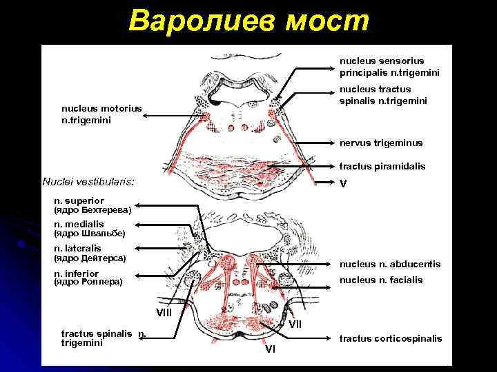 Варолиев мост nucleus sensorius principalis n. trigemini nucleus tractus spinalis n. trigemini nucleus motorius