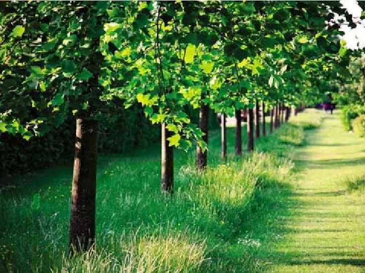 Улучшение окружающей среды. » Все предприятия, неблагоприятные в санитарном отношении, должны быть выведены за