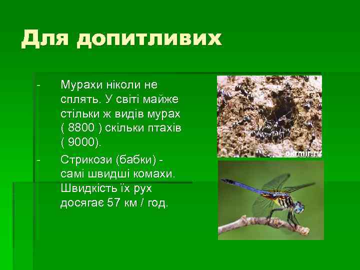Для допитливих - - Мурахи ніколи не сплять. У світі майже стільки ж видів