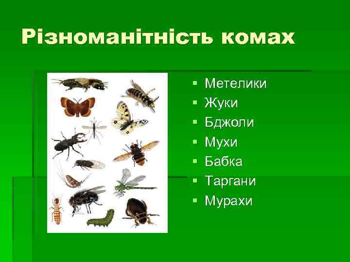 Різноманітність комах § § § § Метелики Жуки Бджоли Мухи Бабка Таргани Мурахи 