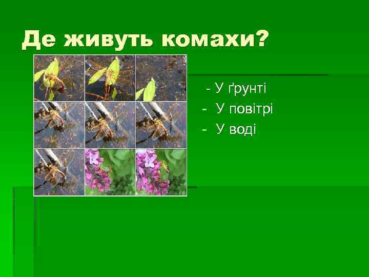 Де живуть комахи? - У ґрунті - У повітрі - У воді 