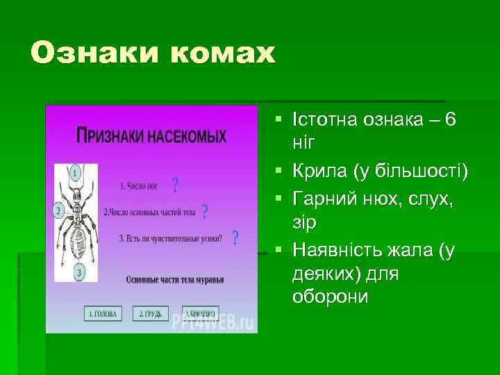 Ознаки комах § Істотна ознака – 6 ніг § Крила (у більшості) § Гарний