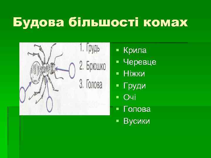 Будова більшості комах § § § § Крила Черевце Ніжки Груди Очі Голова Вусики