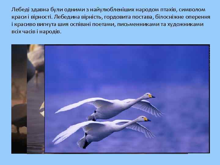 Лебеді здавна були одними з найулюбленіших народом птахів, символом краси і вірності. Лебедина вірність,