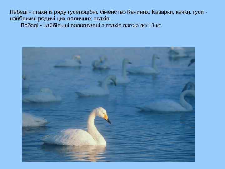 Лебеді - птахи із ряду гусеподібні, сімейство Качиних. Казарки, качки, гуси найближчі родичі цих