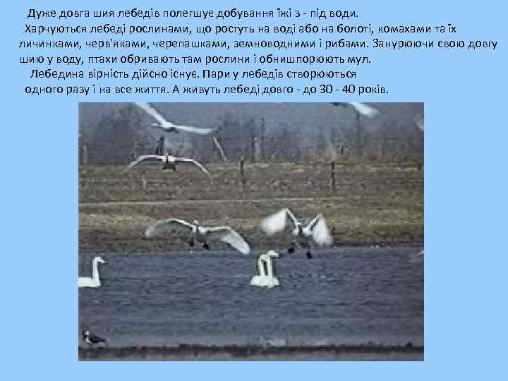  Дуже довга шия лебедів полегшує добування їжі з - під води. Харчуються лебеді