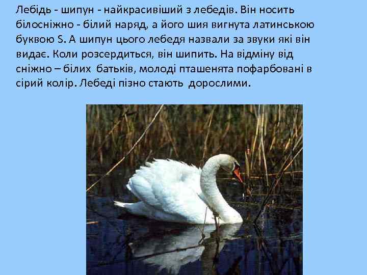 Лебідь - шипун - найкрасивіший з лебедів. Він носить білосніжно - білий наряд, а