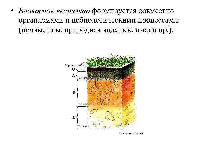  • Биокосное вещество формируется совместно организмами и небиологическими процессами (почвы, илы, природная вода