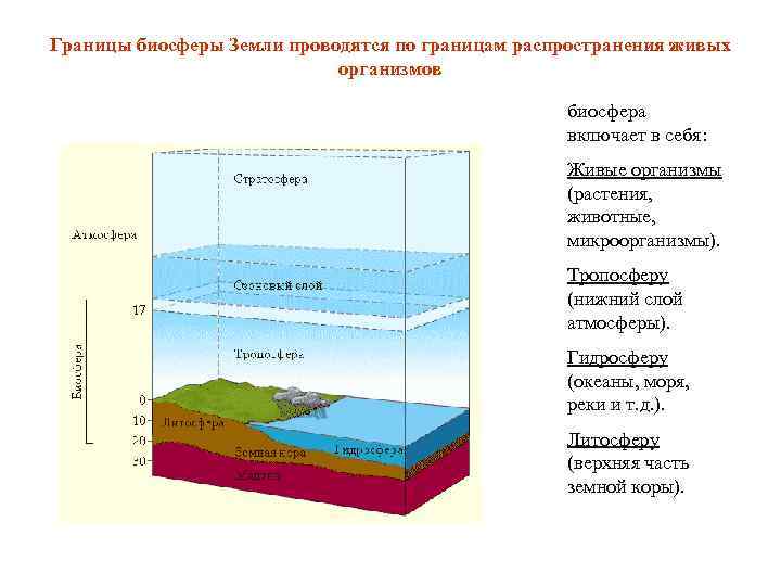 Границы биосферы Земли проводятся по границам распространения живых организмов биосфера включает в себя: Живые