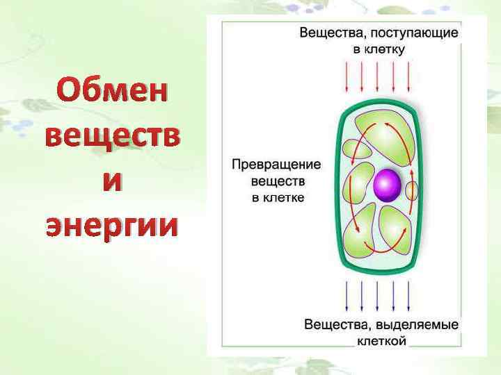 Обмен веществ и энергии 