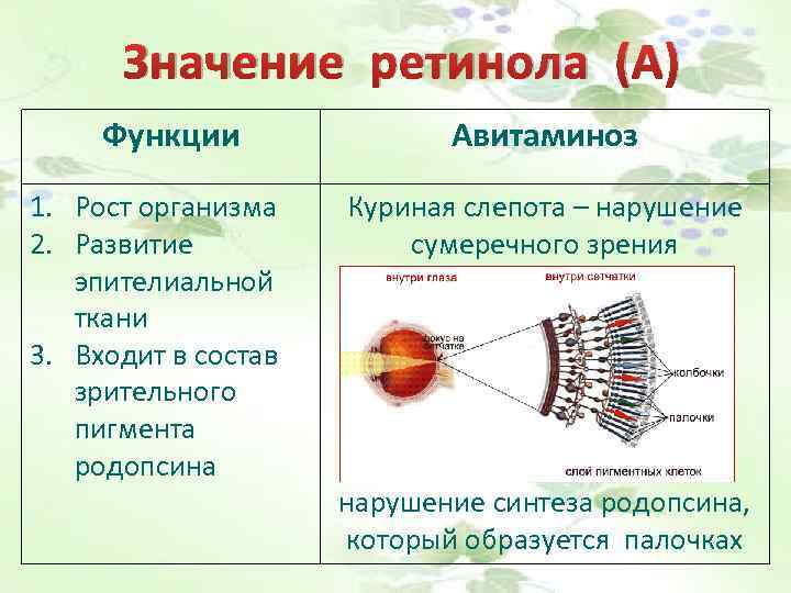 Значение ретинола (А) Функции 1. Рост организма 2. Развитие эпителиальной ткани 3. Входит в