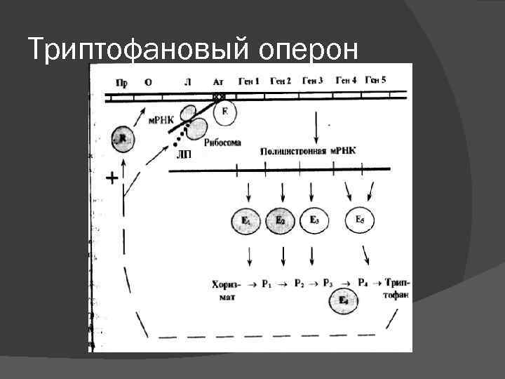 Триптофановый оперон схема