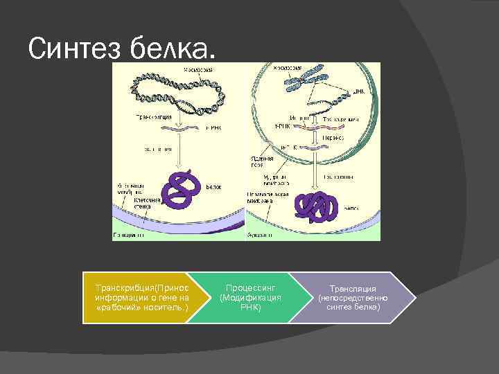 Синтез белка. Этапы биосинтеза белка процессинг. Трансляция. Синтез белка. Экспрессия генов. Синтез белка в растениях