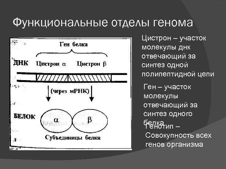 Отвечает за синтез. Концепция один ген один белок цистрон одна полипептидная цепь. Цистрон - одна полипептидная цепь. Функциональные отделы ДНК. Цистрон ДНК.