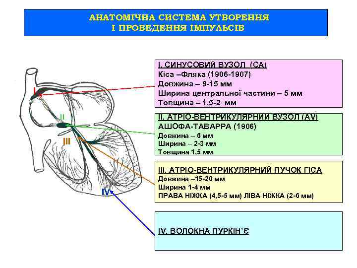 АНАТОМІЧНА СИСТЕМА УТВОРЕННЯ І ПРОВЕДЕННЯ ІМПУЛЬСІВ І. СИНУСОВИЙ ВУЗОЛ (СА) Кіса –Фляка (1906 -1907)