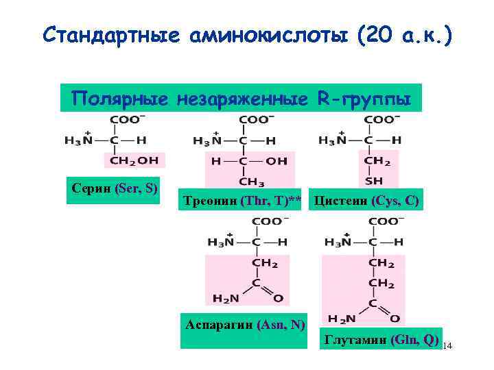 Незаряженные аминокислоты. Неполярные незаряженные аминокислоты. Полярные незаряженные радикалы содержат аминокислоты. Полярные незаряженные аминокислоты. Полярные группы аминокислот.