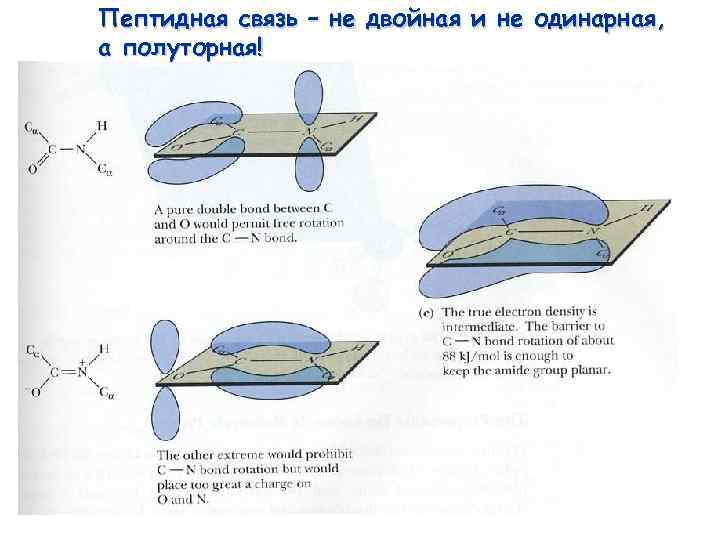 Пептидная связь – не двойная и не одинарная, а полуторная! 24 