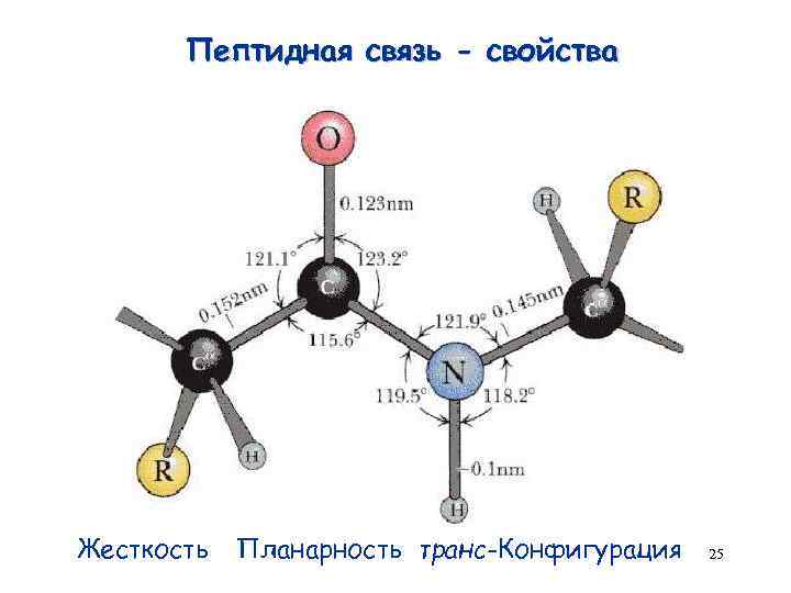 Пептидная связь - свойства Жесткость Планарность транс-Конфигурация 25 