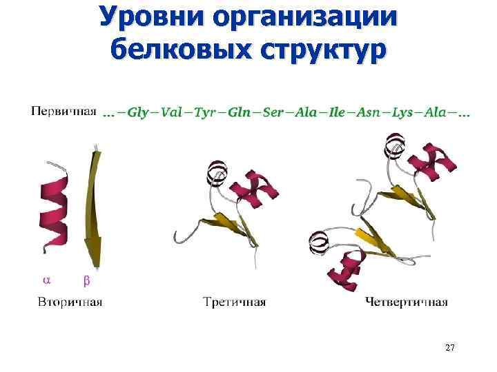 Уровни организации белковых структур 27 