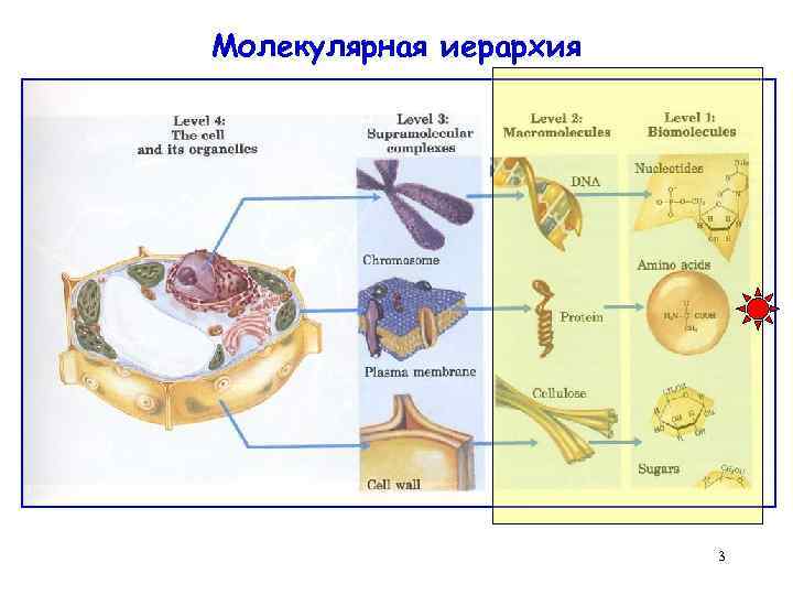 Молекулярная иерархия 3 