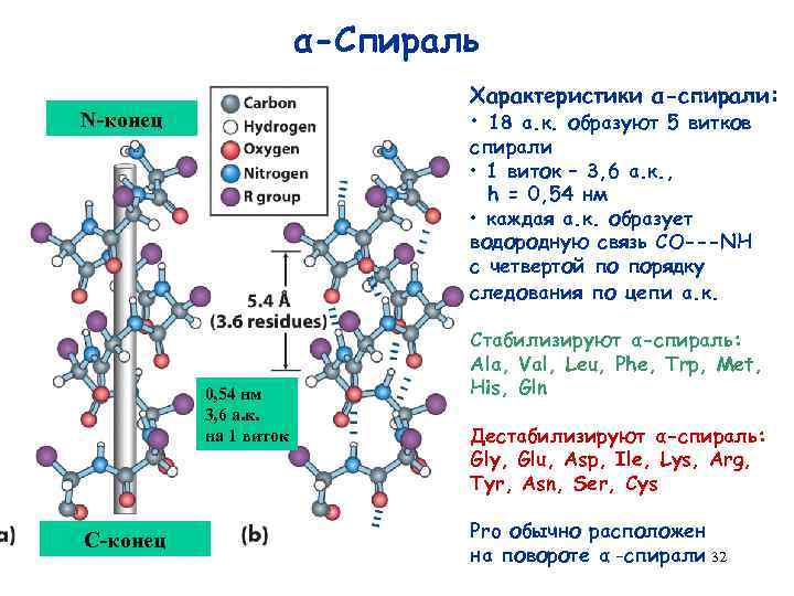 α-Спираль Характеристики α-спирали: • 18 а. к. образуют 5 витков N-конец спирали • 1