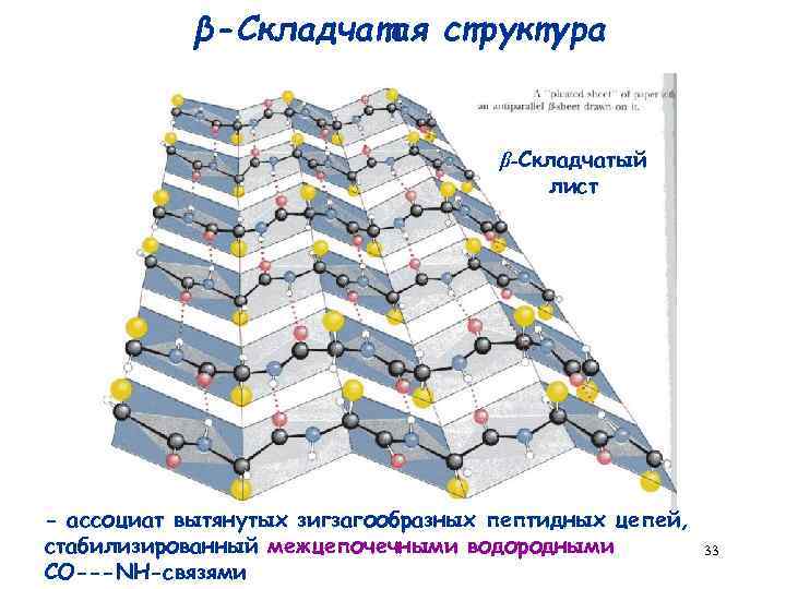 β-Складчатая структура β-Складчатый лист - ассоциат вытянутых зигзагообразных пептидных цепей, стабилизированный межцепочечными водородными СО---NH-связями
