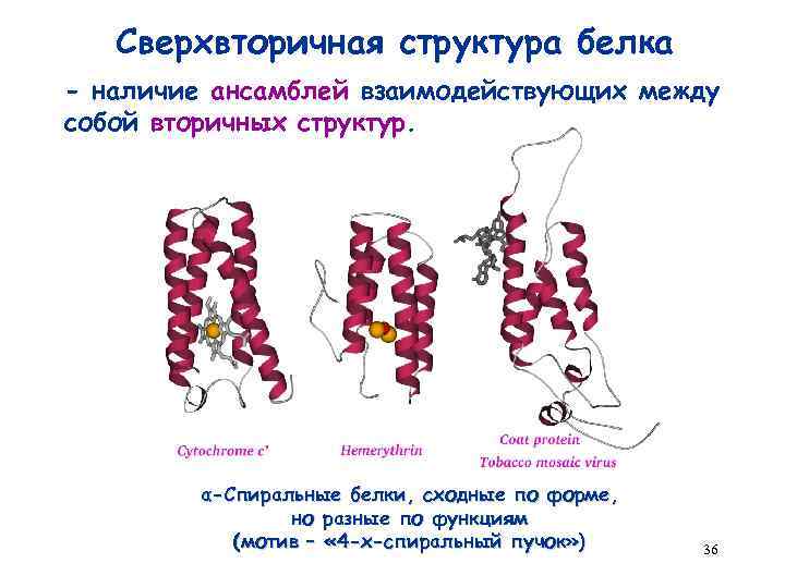Сверхвторичная структура белка - наличие ансамблей взаимодействующих между собой вторичных структур. α-Спиральные белки, сходные