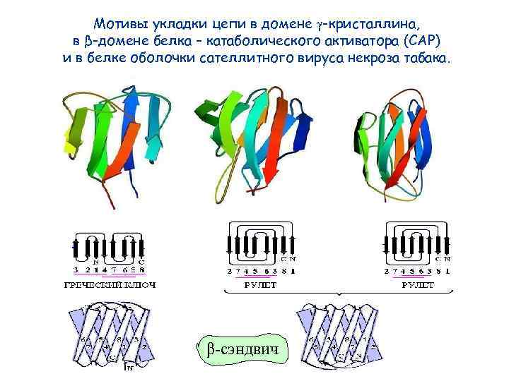Мотивы укладки цепи в домене -кристаллина, в β-домене белка – катаболического активатора (САР) и