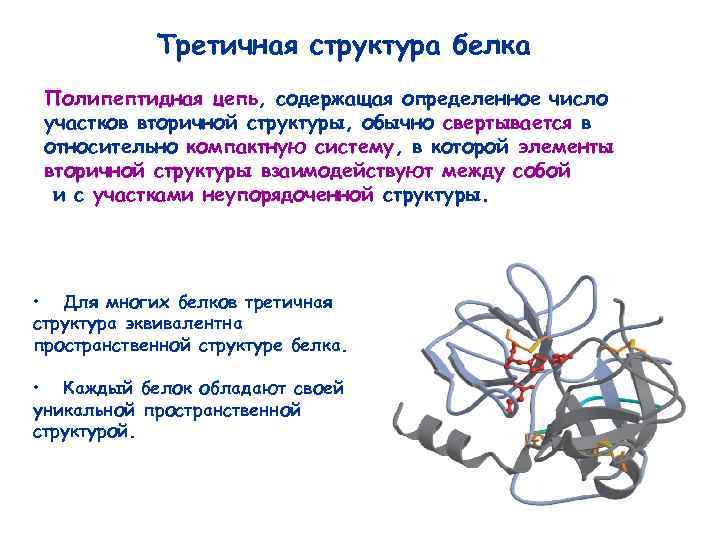 Полипептидная цепь белков