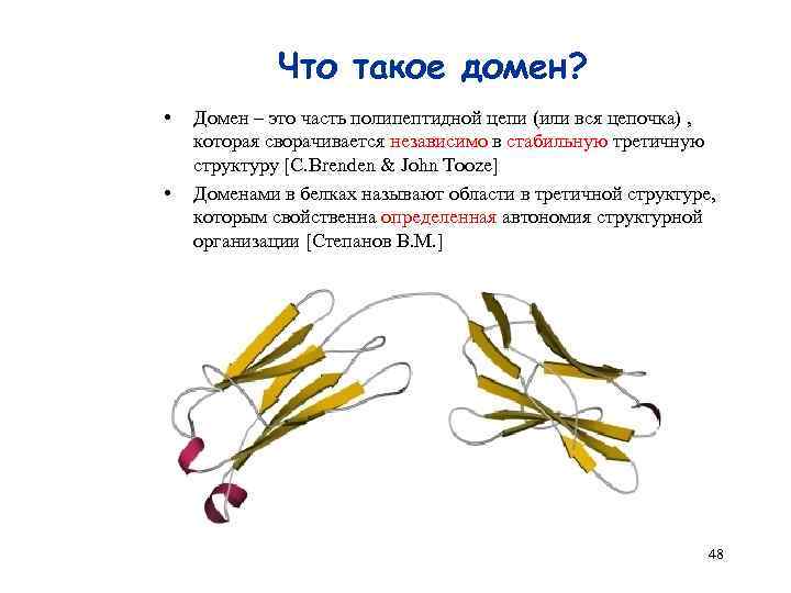 Что такое домен? • • Домен – это часть полипептидной цепи (или вся цепочка)