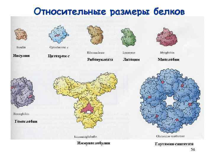 Относительные размеры белков Инсулин Цитохром с Рибонуклеаза Лизоцим Миоглобин Гемоглобин Иммуноглобулин Глутамин-синтетаза 54 