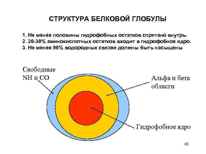 СТРУКТУРА БЕЛКОВОЙ ГЛОБУЛЫ 1. Не менее половины гидрофобных остатков спрятано внутрь. 2. 20 -30%