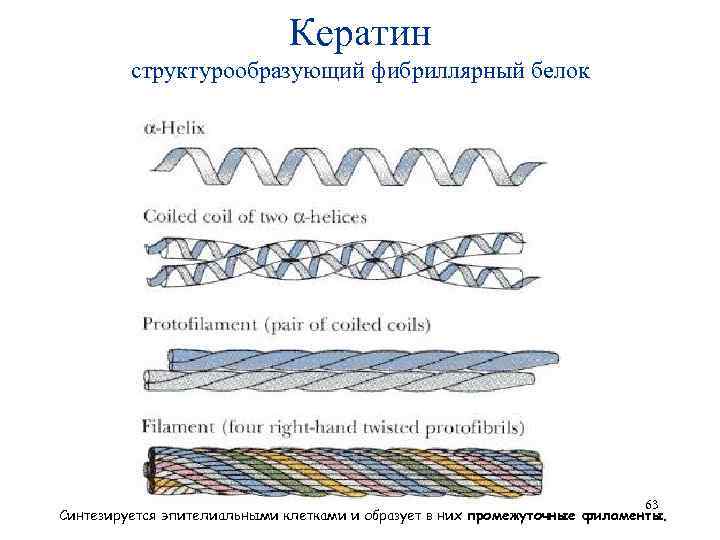 Кератин структурообразующий фибриллярный белок 63 Синтезируется эпителиальными клетками и образует в них промежуточные филаменты.