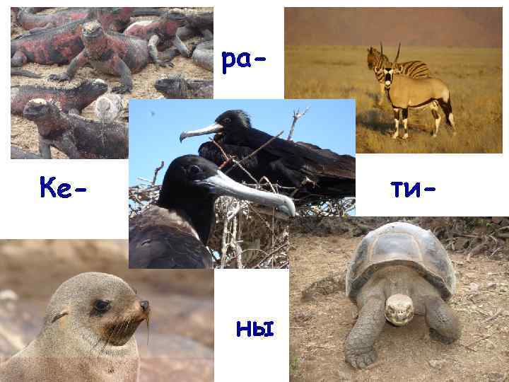 ра- ти- Ке- ны 64 