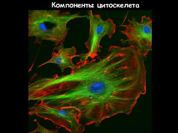 Компоненты цитоскелета 66 