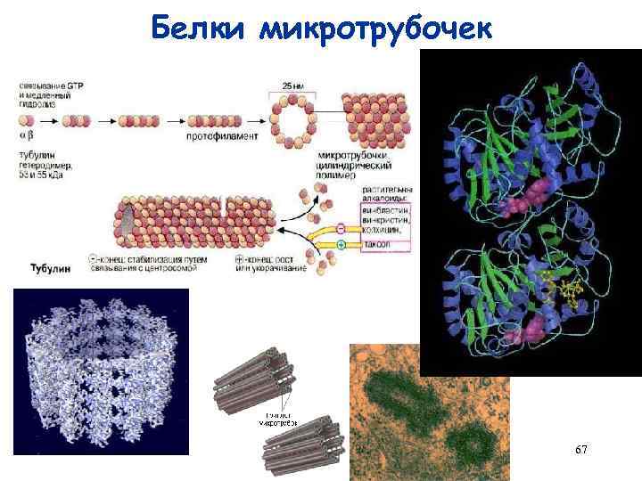 Синтез белков микротрубочек