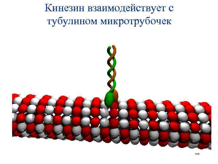 Кинезин взаимодействует с тубулином микротрубочек 68 