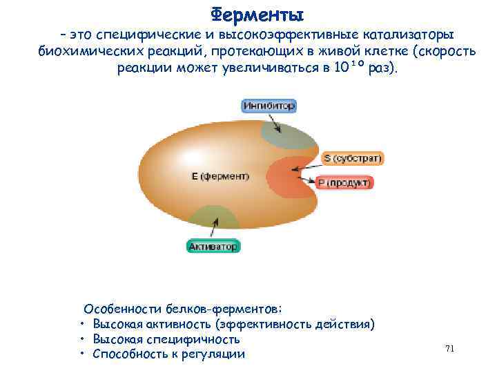 Ферменты белков. Белки ферменты. Ферменты белки катализаторы. Особенности белков ферментов. Ферменты - белковые катализаторы.