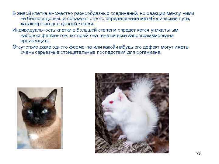 В живой клетке множество разнообразных соединений, но реакции между ними не беспорядочны, а образуют