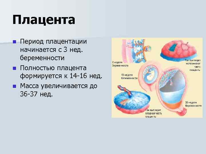 Плацента Период плацентации начинается с 3 нед. беременности n Полностью плацента формируется к 14