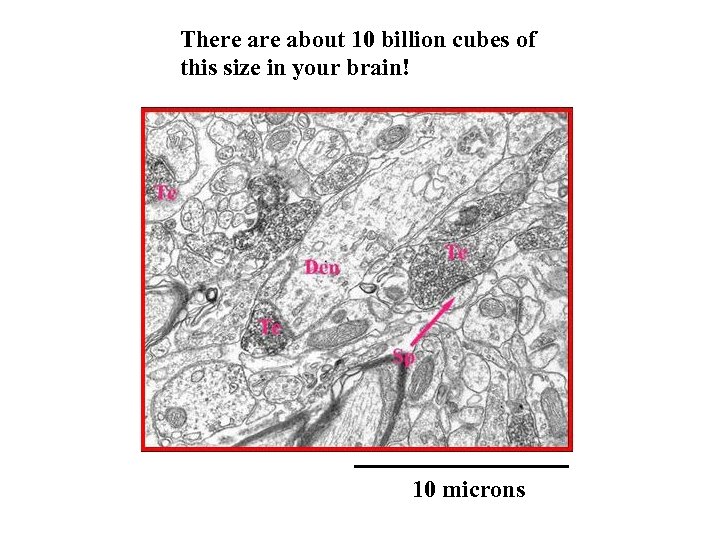 There about 10 billion cubes of this size in your brain! 10 microns 