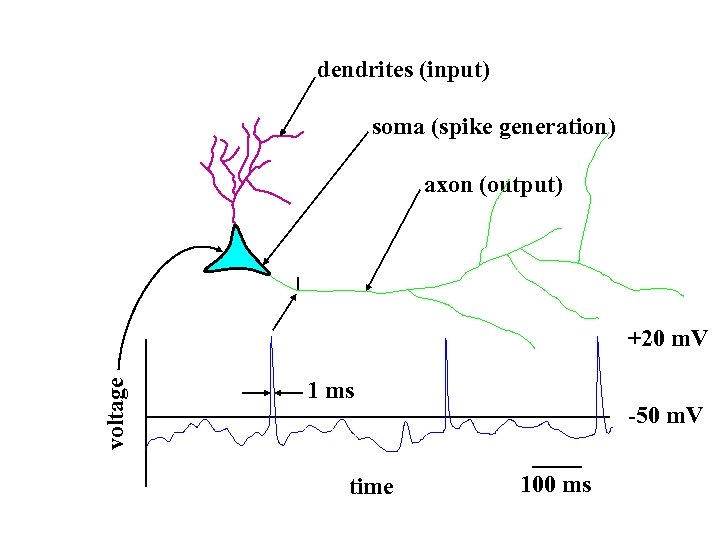 dendrites (input) soma (spike generation) axon (output) voltage +20 m. V 1 ms time