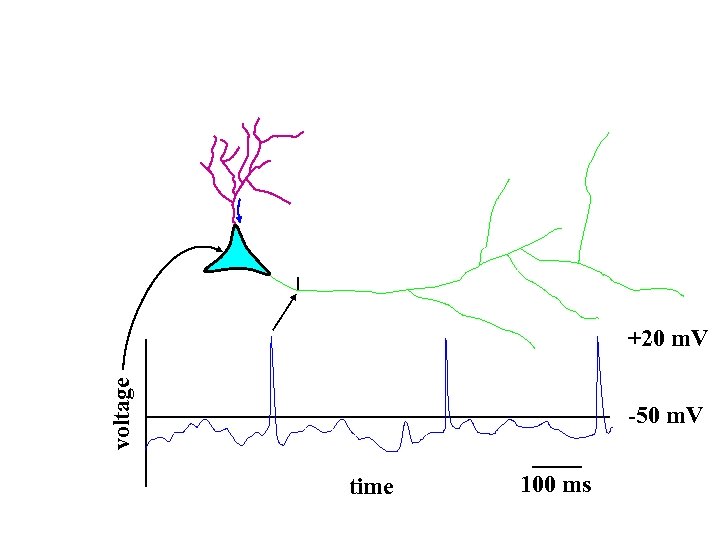 voltage +20 m. V -50 m. V time 100 ms 