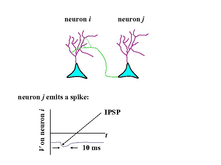 neuron i neuron j V on neuron i neuron j emits a spike: IPSP