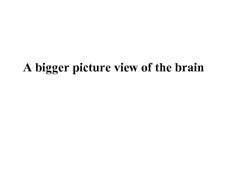 A bigger picture view of the brain 